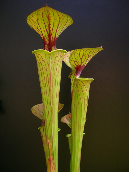 Sarracenia flava var. ornata F72 PW