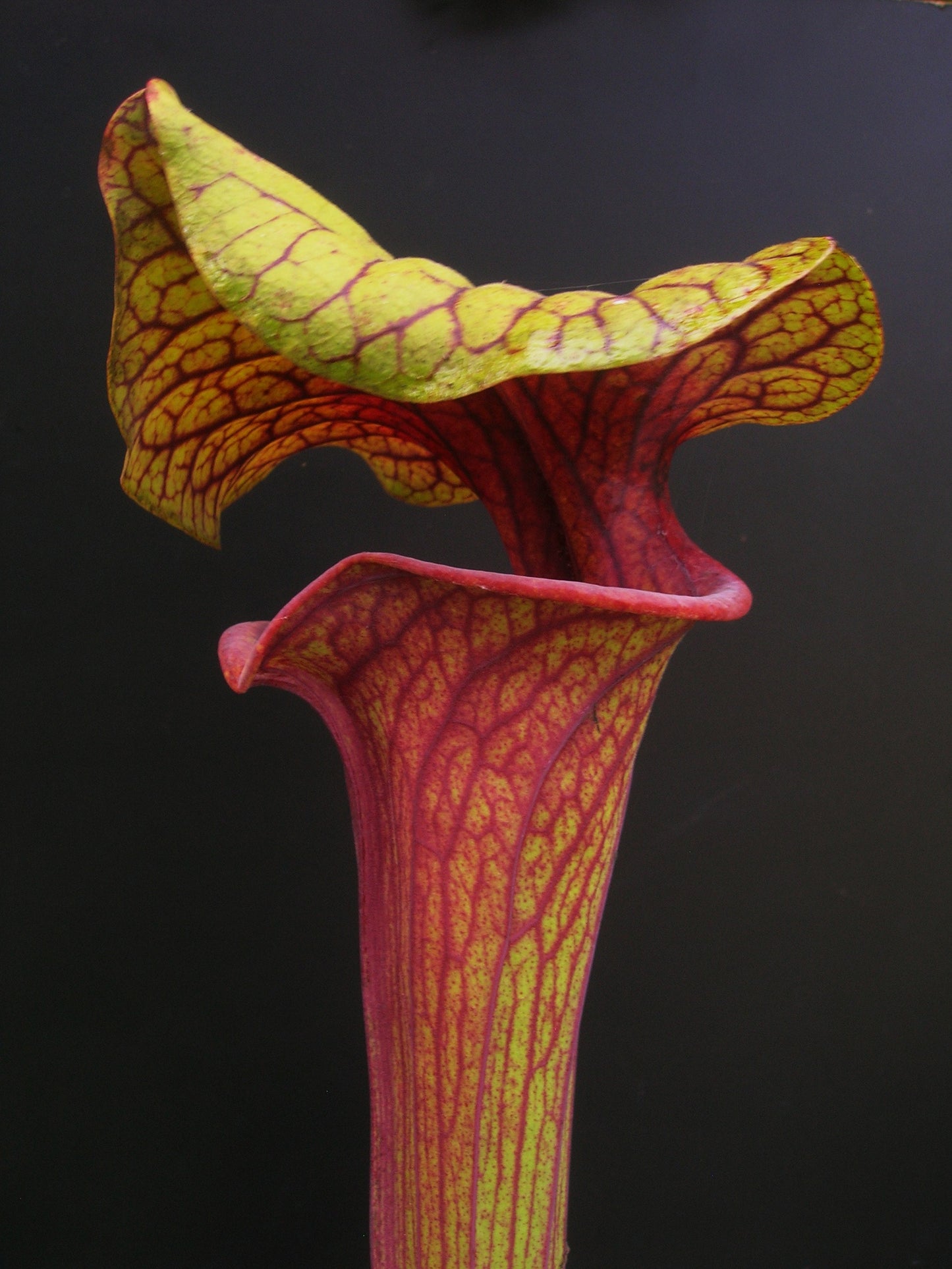 Sarracenia flava var. ornata "Dipping lid" F87 MK