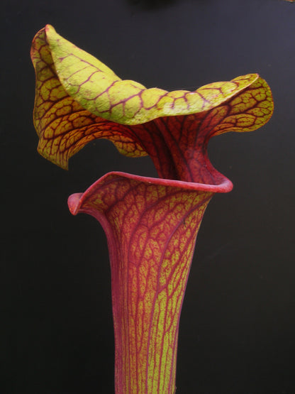 Sarracenia flava var. ornata "Dipping lid" F87 MK