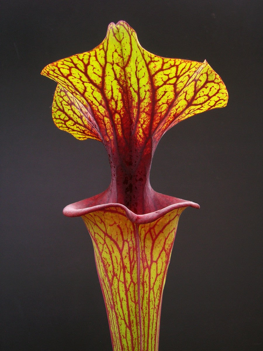 Sarracenia flava var. ornata F88 MK  Apalachicola National Forest, FL 