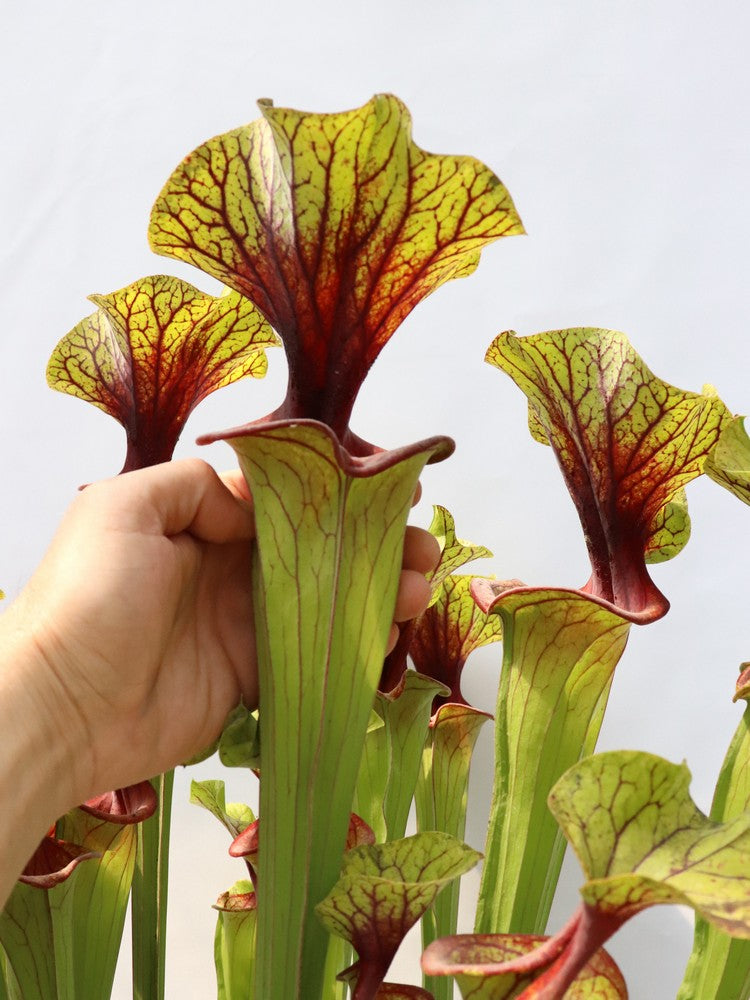 Sarracenia flava var. ornata F88 MK  Apalachicola National Forest, FL 