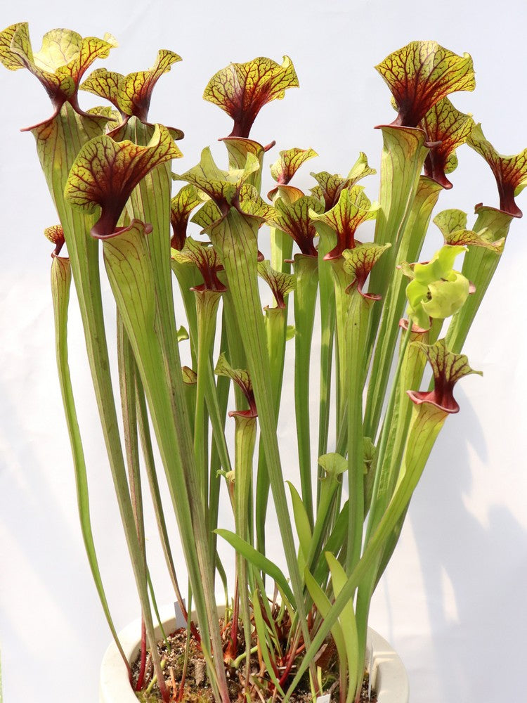 Sarracenia flava var. ornata F88 MK  Apalachicola National Forest, FL 