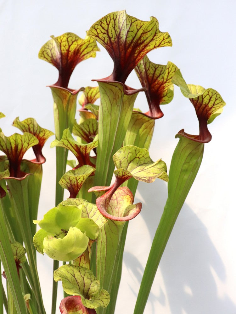 Sarracenia flava var. ornata F88 MK  Apalachicola National Forest, FL 