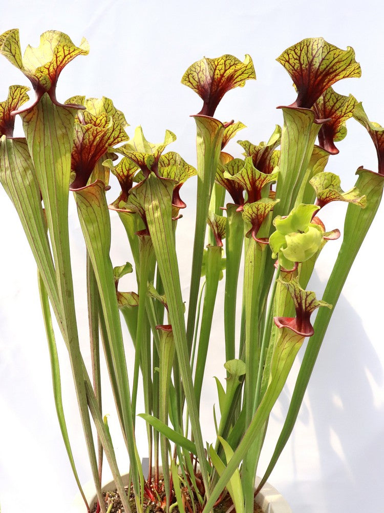 Sarracenia flava var. ornata F88 MK  Apalachicola National Forest, FL 