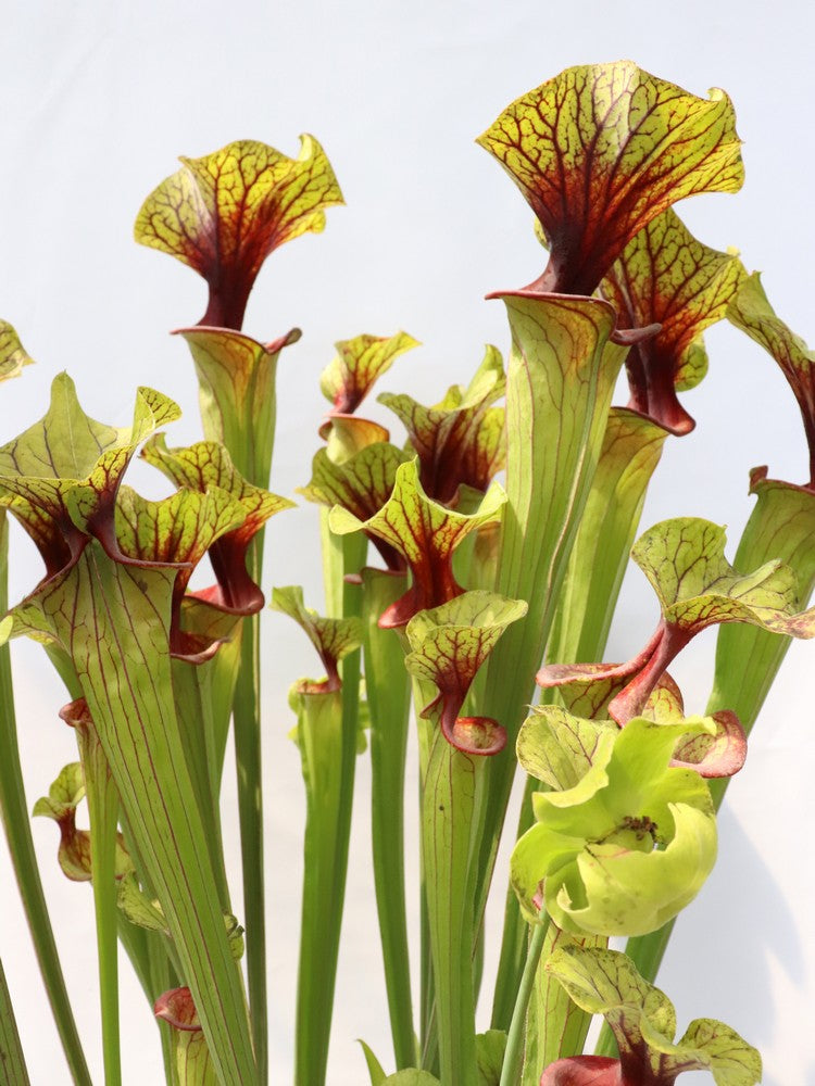 Sarracenia flava var. ornata F88 MK  Apalachicola National Forest, FL 
