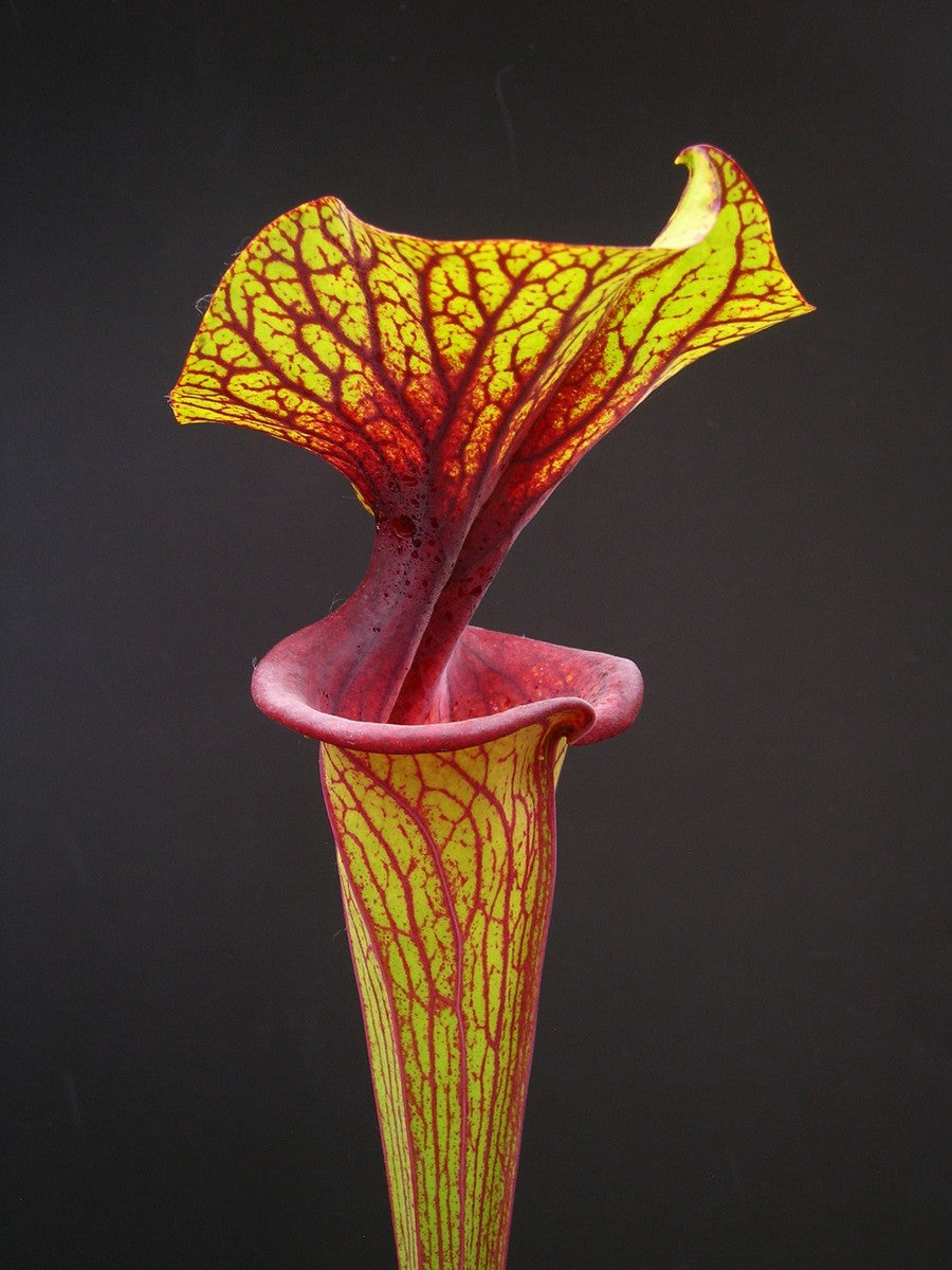 Sarracenia flava var. ornata F88 MK  Apalachicola National Forest, FL 