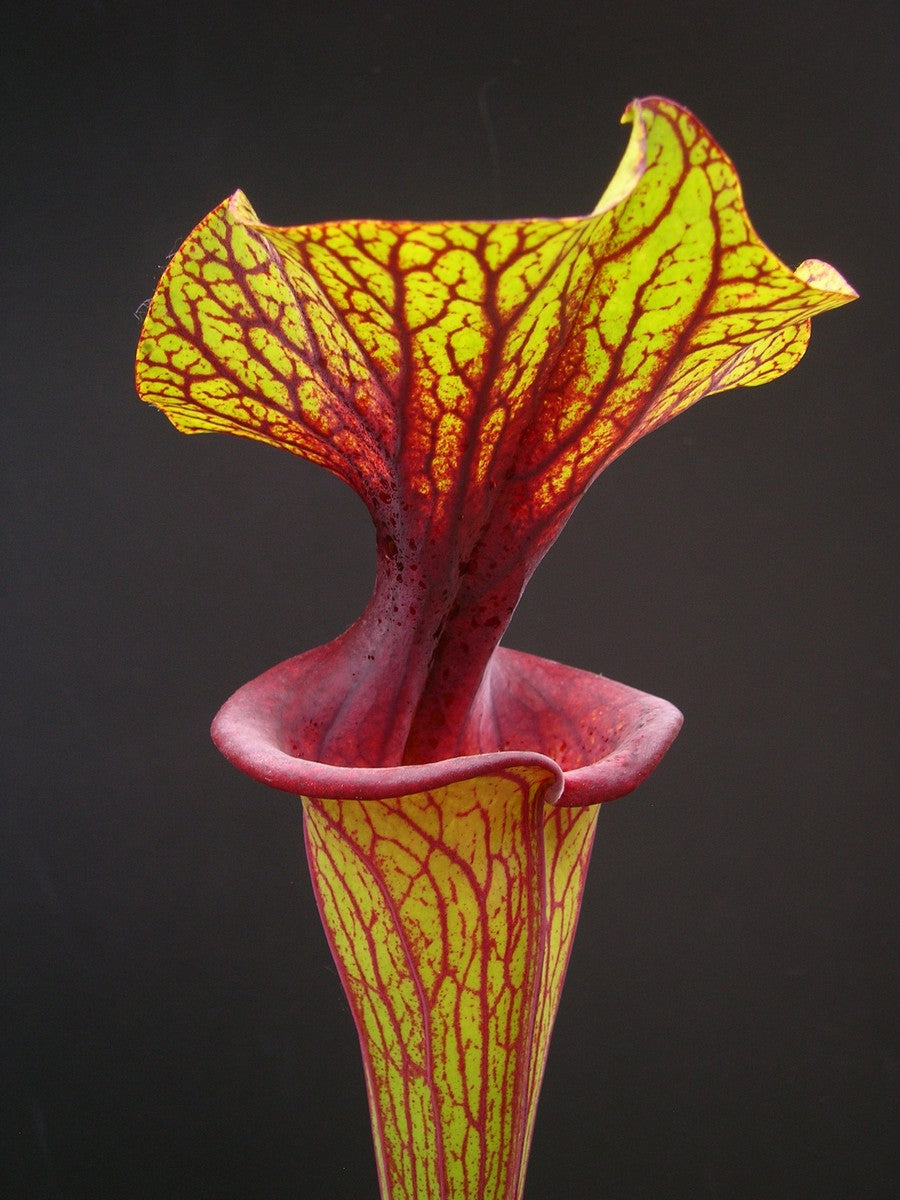 Sarracenia flava var. ornata F88 MK  Apalachicola National Forest, FL 