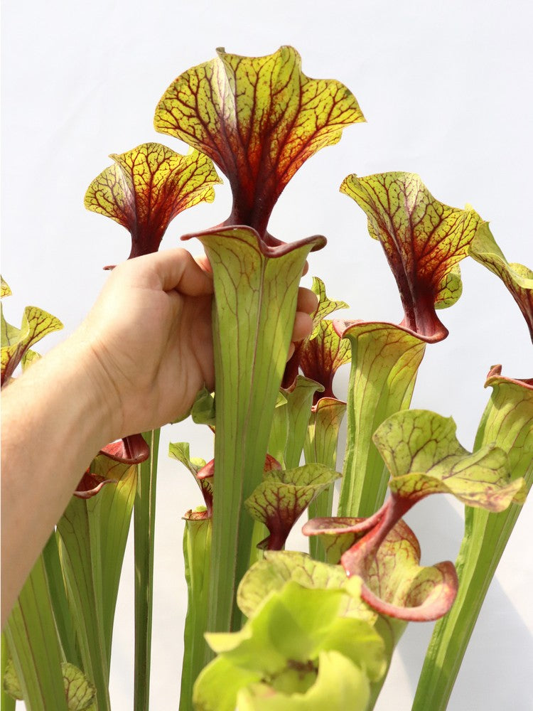 Sarracenia flava var. ornata F88 MK  Apalachicola National Forest, FL 