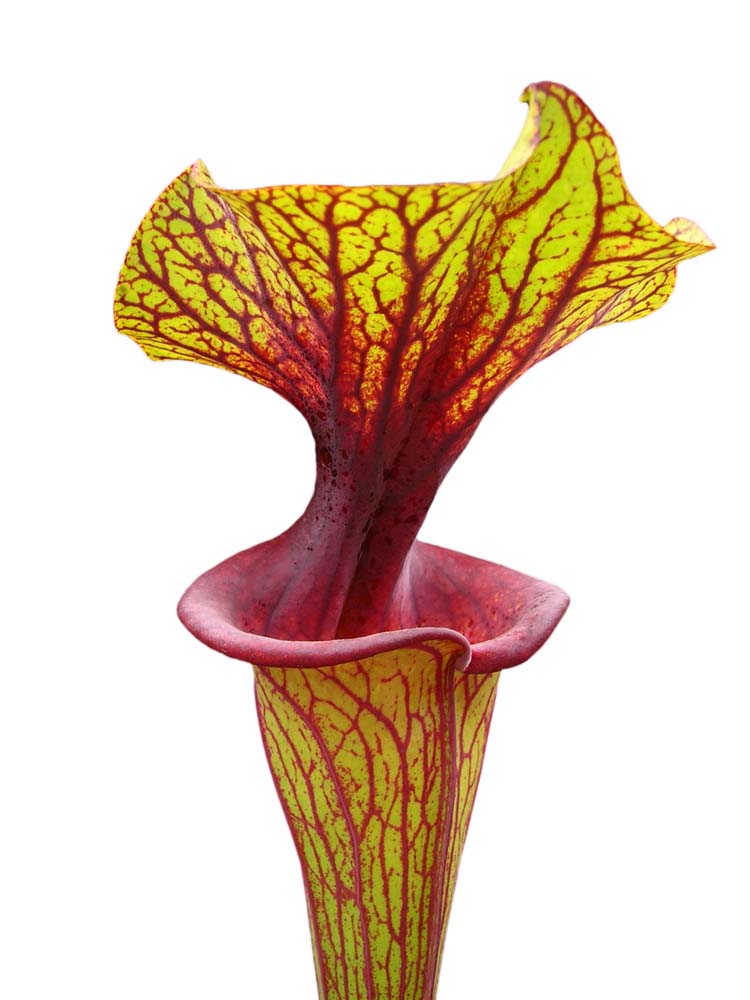 Sarracenia flava var. ornata F88 MK  Apalachicola National Forest, FL 