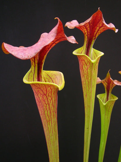 Sarracenia flava var. cuprea  Tall Form, North Carolina  F90 MK