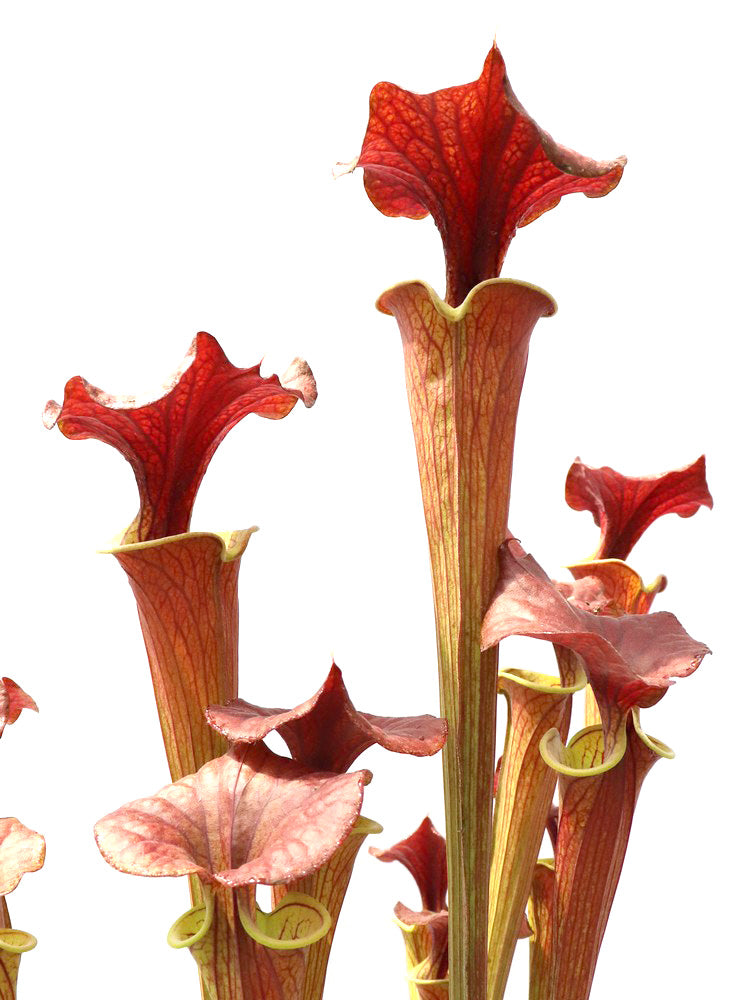 Sarracenia flava var. cuprea  Tall Form, North Carolina  F90 MK