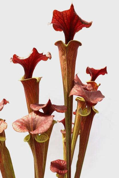 Sarracenia flava var. cuprea  Tall Form, North Carolina  F90 MK