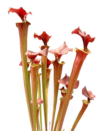 Sarracenia flava var. cuprea  Tall Form, North Carolina  F90 MK