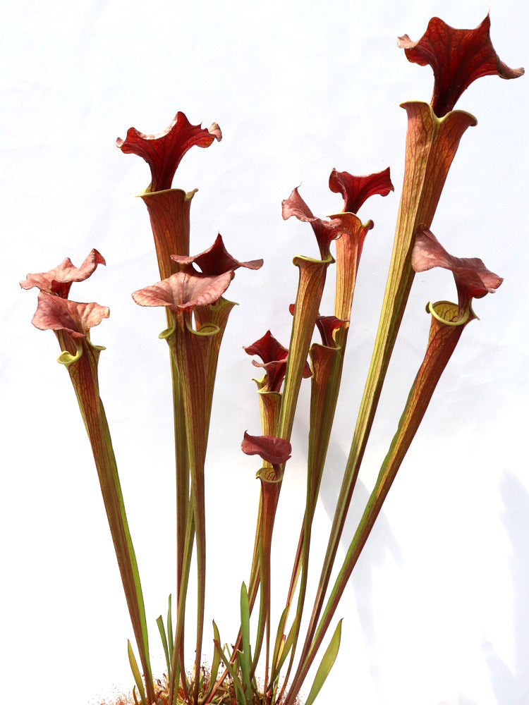 Sarracenia flava var. cuprea  Tall Form, North Carolina  F90 MK