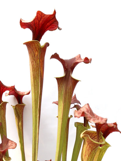 Sarracenia flava var. cuprea  Tall Form, North Carolina  F90 MK