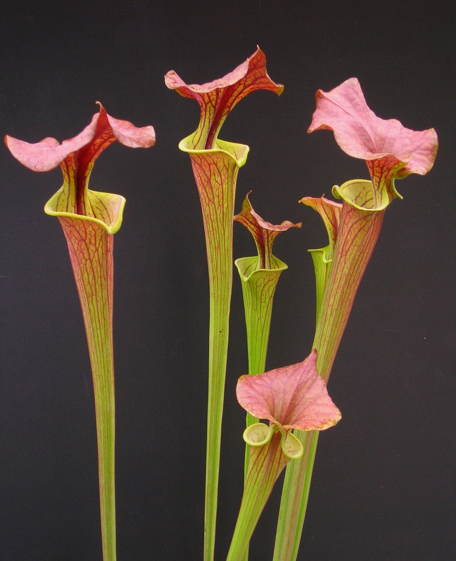 Sarracenia flava var. cuprea  Tall Form, North Carolina  F90 MK