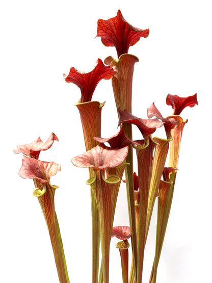 Sarracenia flava var. cuprea  Tall Form, North Carolina  F90 MK