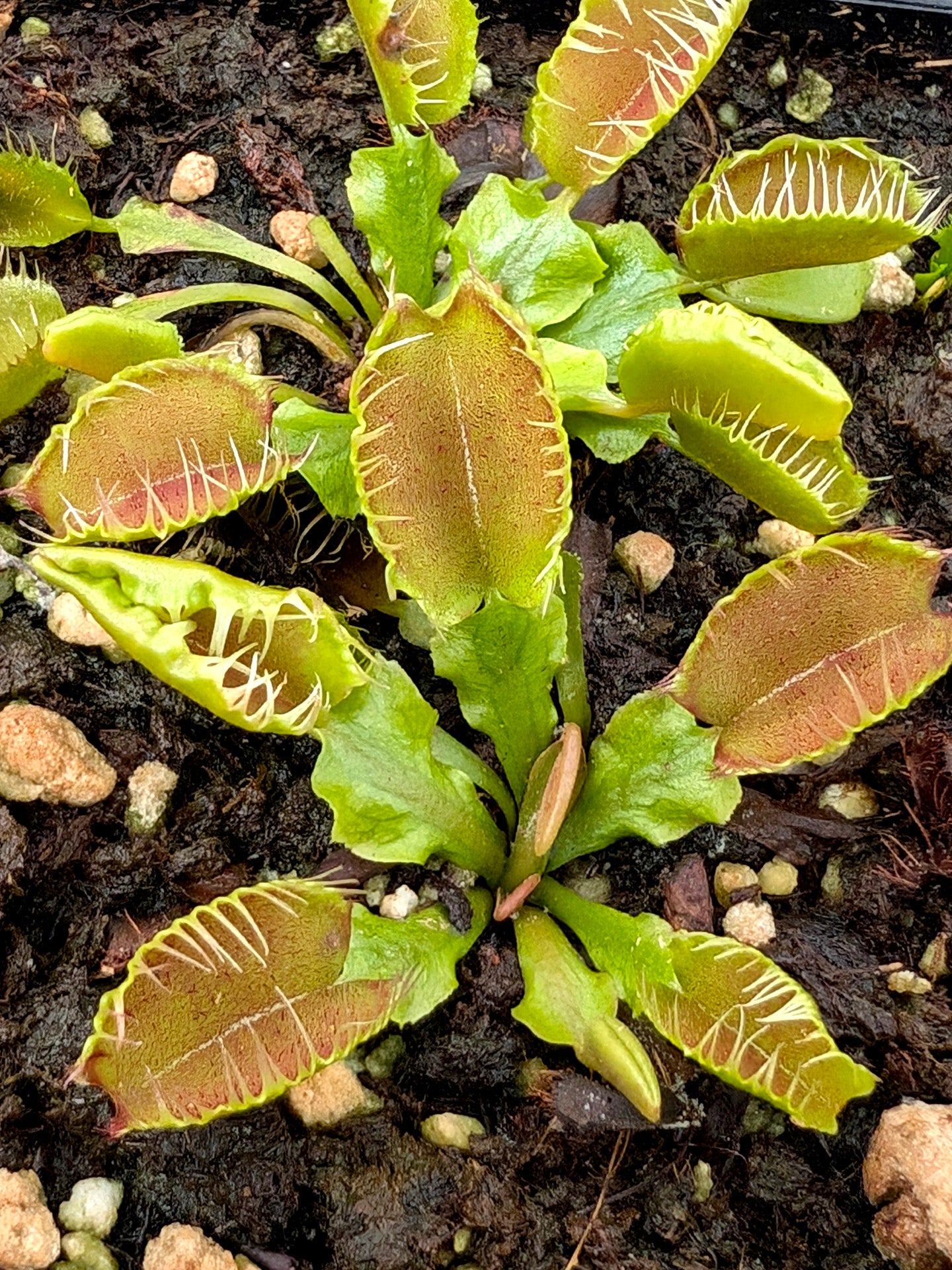 Dionaea muscipula Fiamma