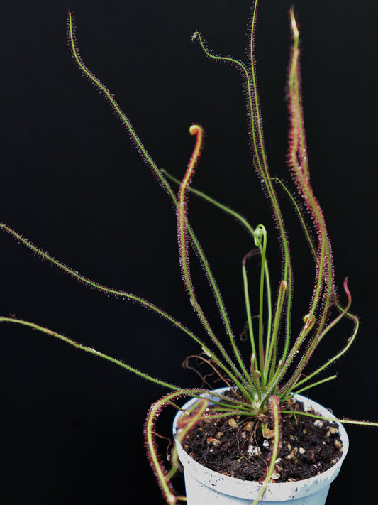 Drosera filiformis „Ganz rot“