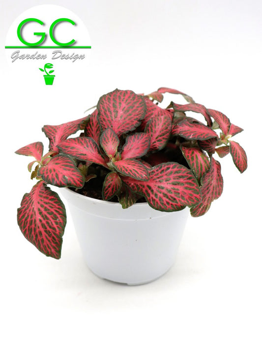 Fittonia "Purple"