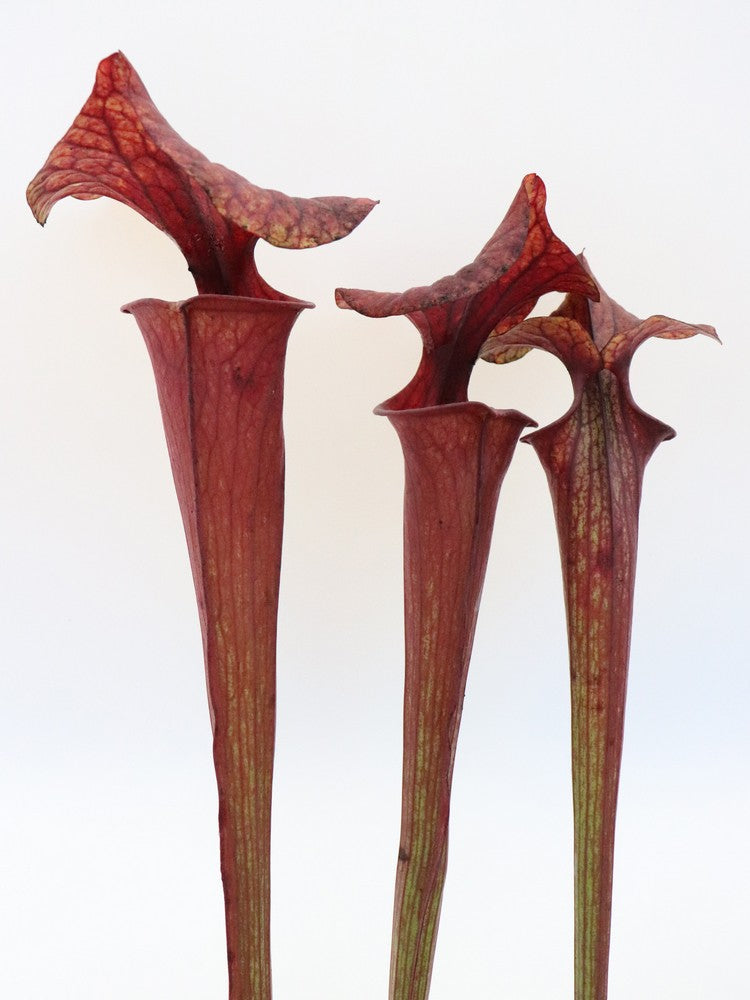 Sarracenia flava var. rubricorpora FL104 RVL Purple tube