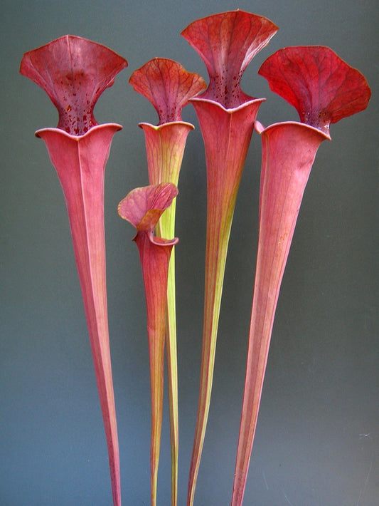 Sarracenia flava var. atropurpurea FL24 RVO