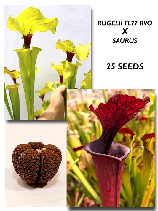 SARRACENIA RUGELII FL77 RVO X SAURUS