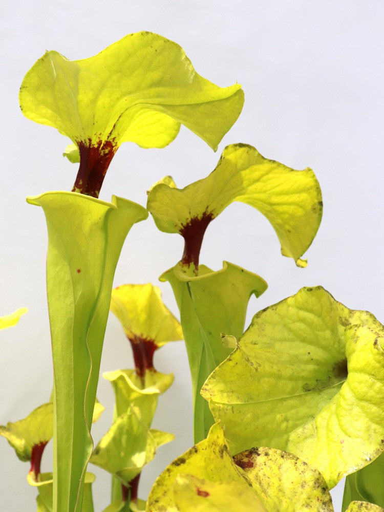 S.x „Esme Cowlard“ H192 MK x Rugelii „Giant“ FL77 RVO GC SEEDGROWN