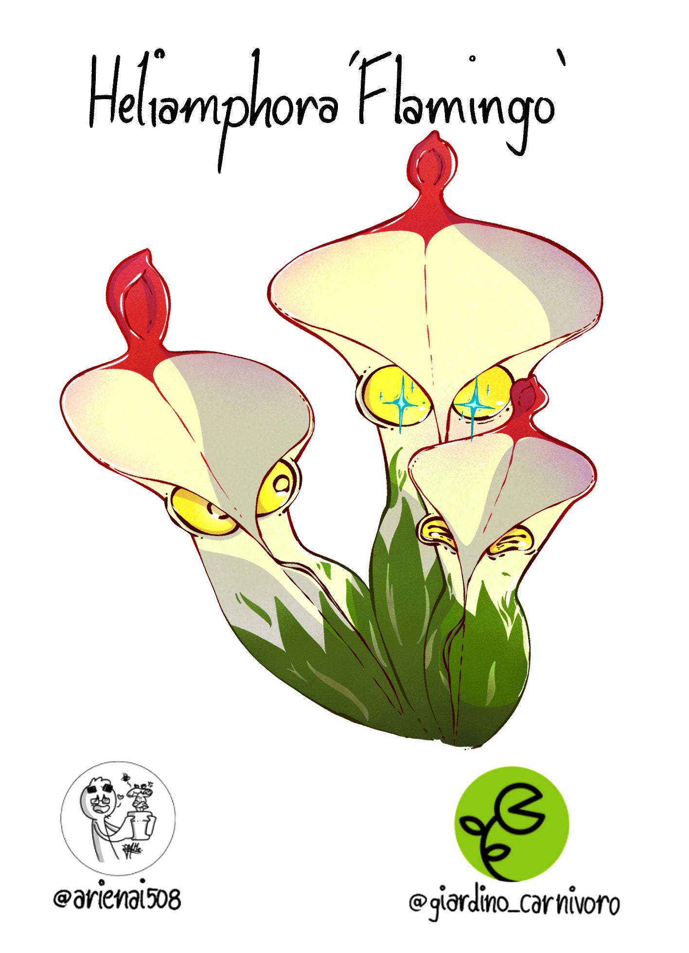 STICKER HELIAMPHORA FLAMINGO  6 CM X 8,3 CM
