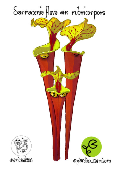 STICKER FLAVA RUBRICORPORA  6 CM X 8,3 CM