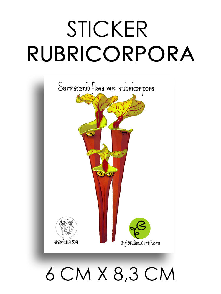 STICKER FLAVA RUBRICORPORA  6 CM X 8,3 CM