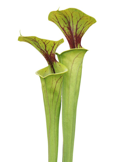 Sarracenia flava var. flava F142 MK