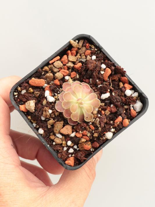 Pinguicula 'Florian'