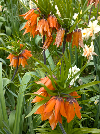 Fritillaria imperiale