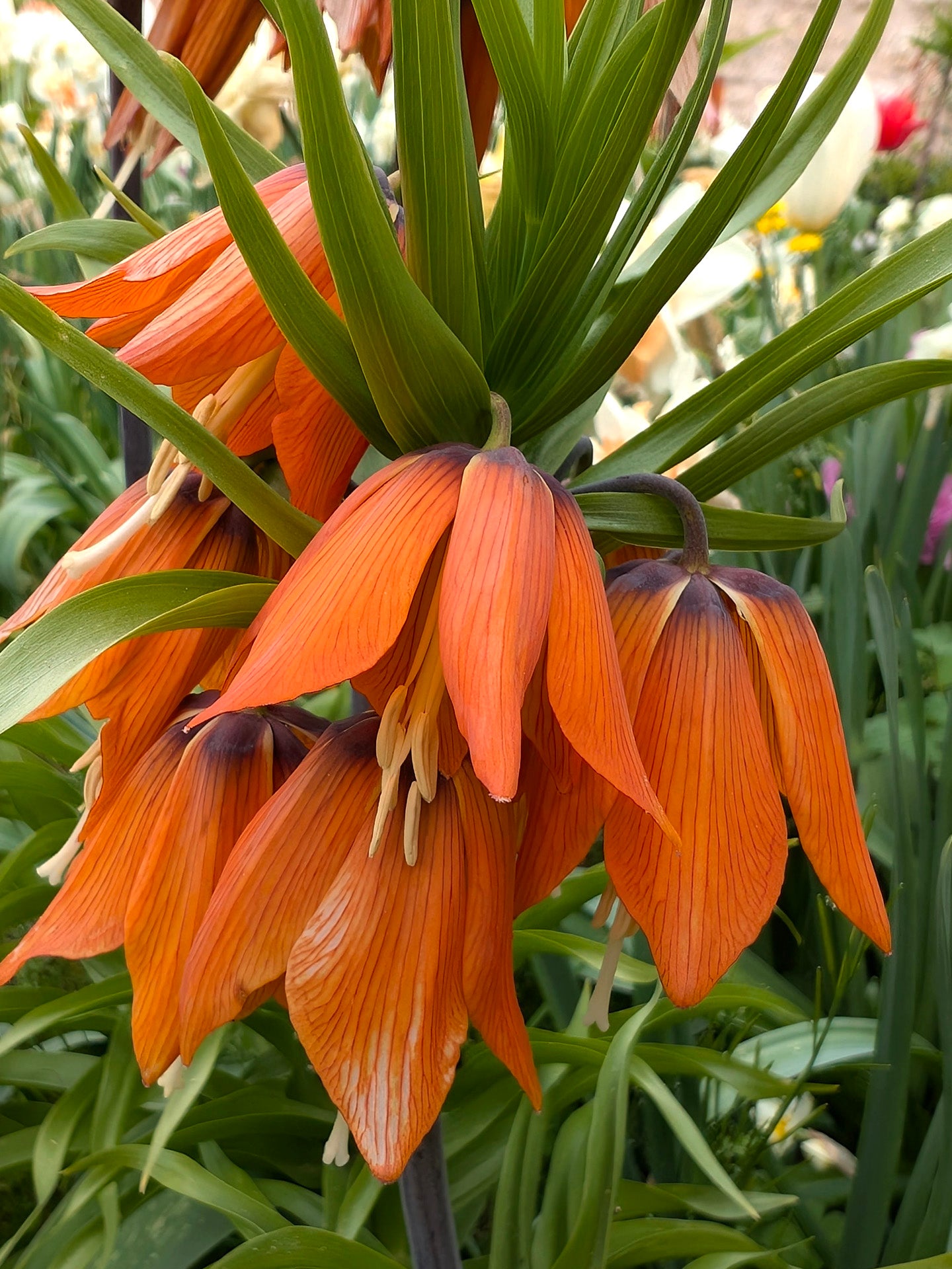 Fritillaria imperiale