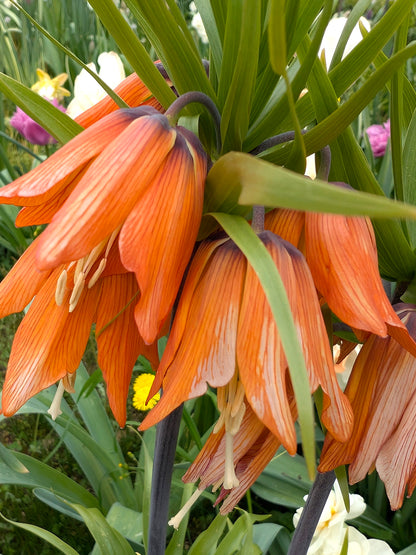 Fritillaria imperiale