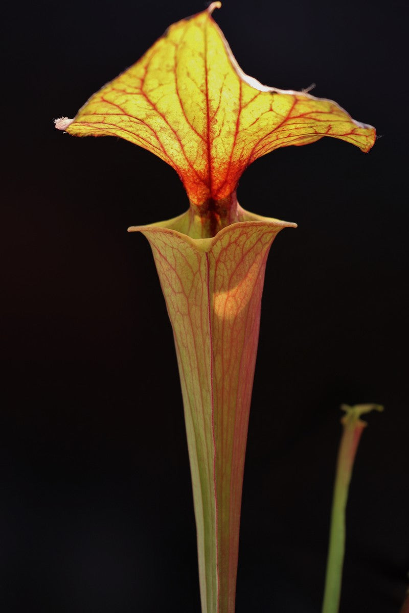 Sarracenia flava var. rubricorpora F Rub 03 PJ Pflanzen