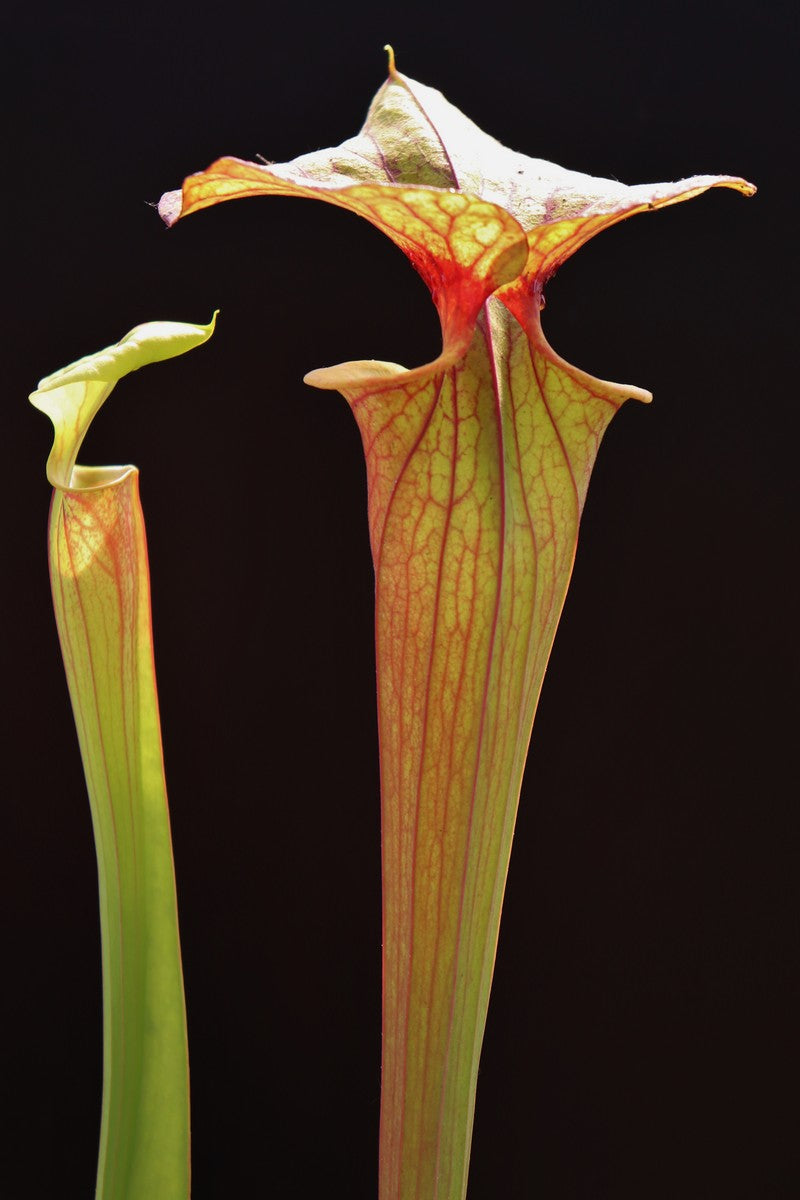 Sarracenia flava var. rubricorpora F Rub 03 PJ Pflanzen