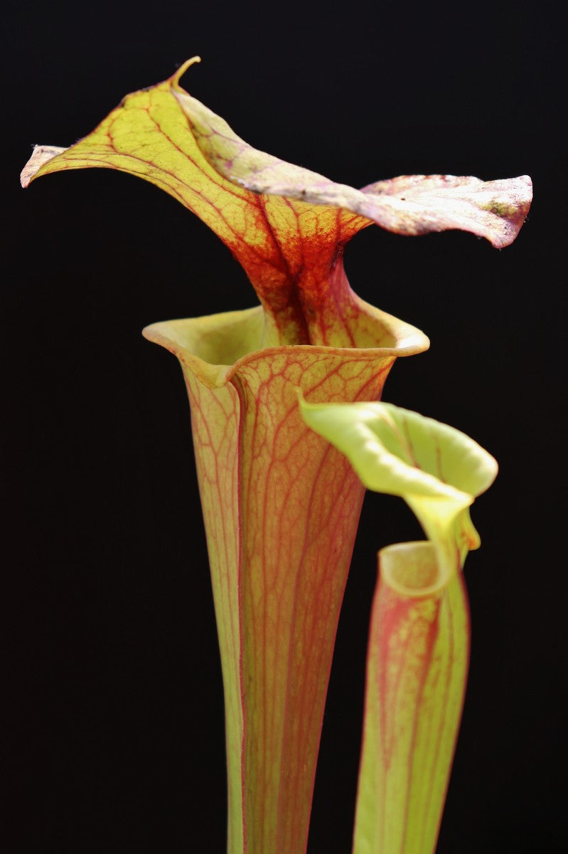 Sarracenia flava var. rubricorpora F Rub 03 PJ Pflanzen