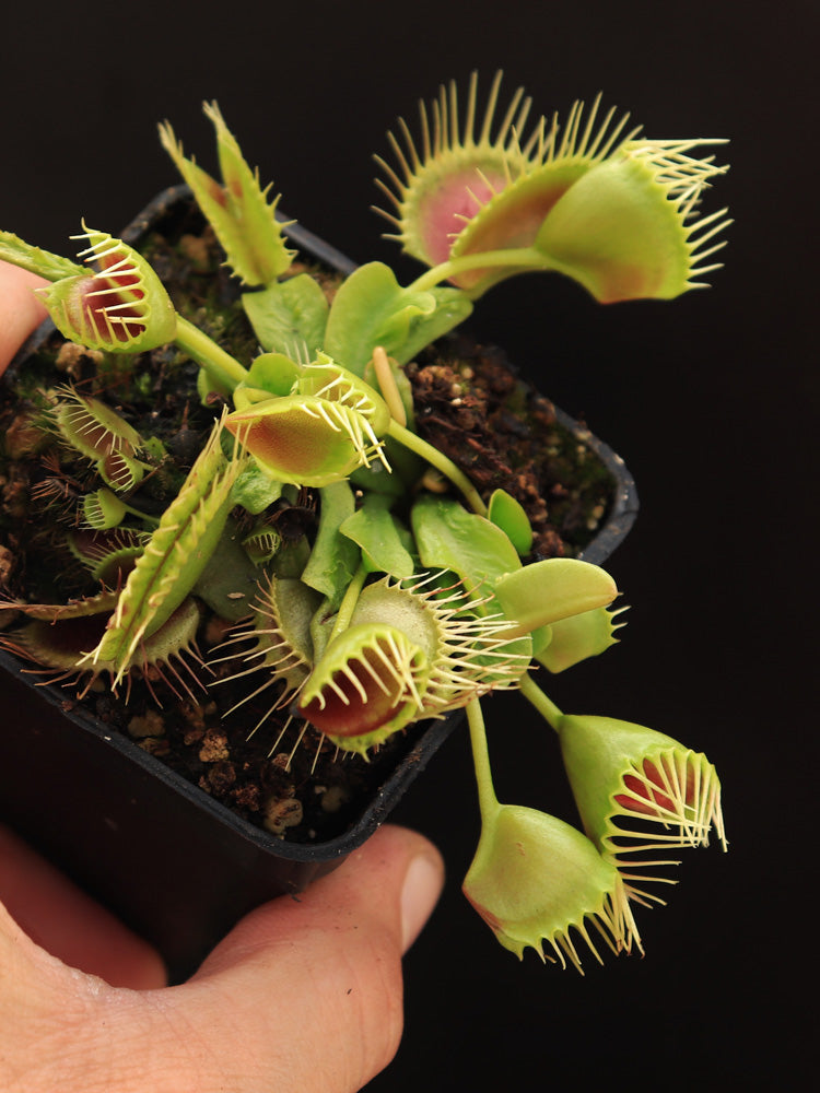 Dionaea muscipula  Funnel trap