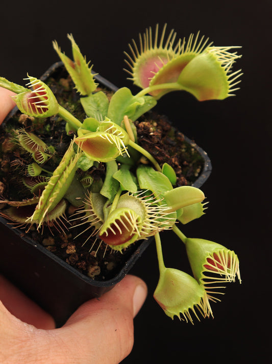 Dionaea muscipula  Funnel trap