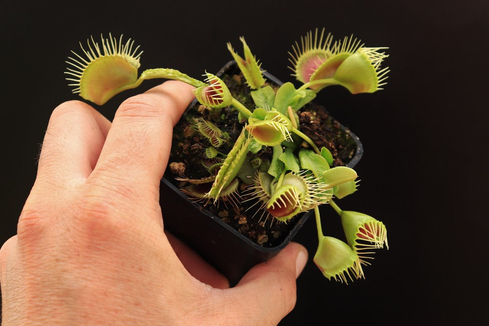 Dionaea muscipula  Funnel trap