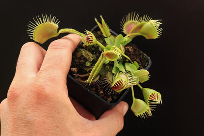 Dionaea muscipula  Funnel trap