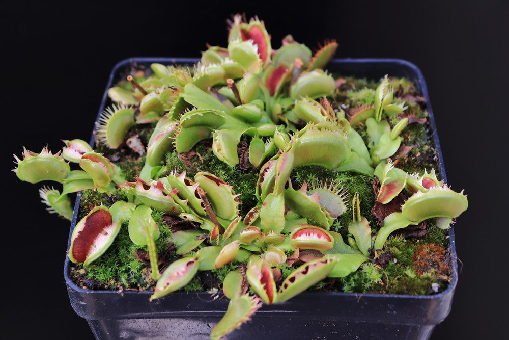 Dionaea muscipula  Fused tooth extreme