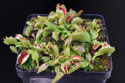 Dionaea muscipula  Fused tooth extreme