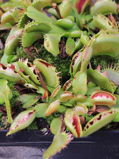 Dionaea muscipula "Fused tooth extreme"