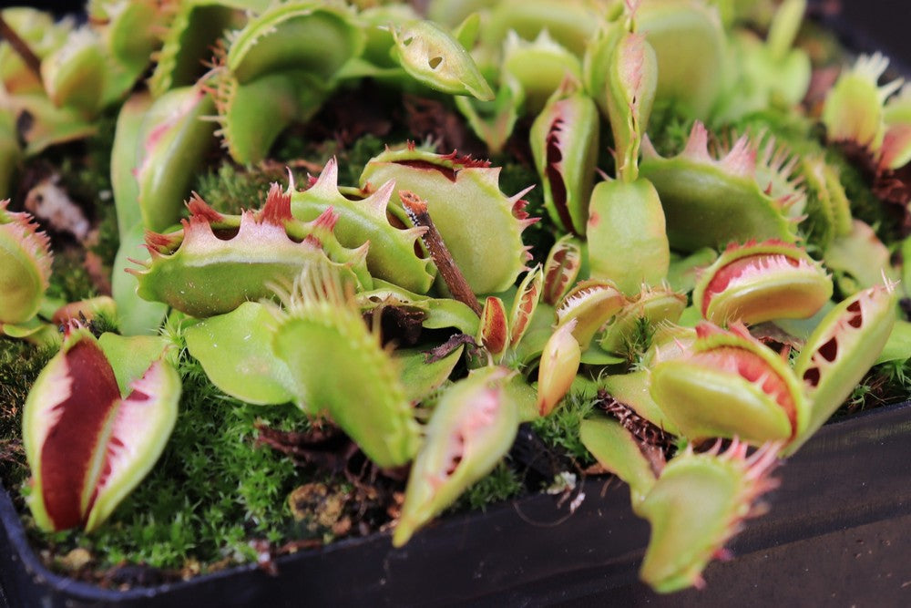 Dionaea muscipula  Fused tooth extreme