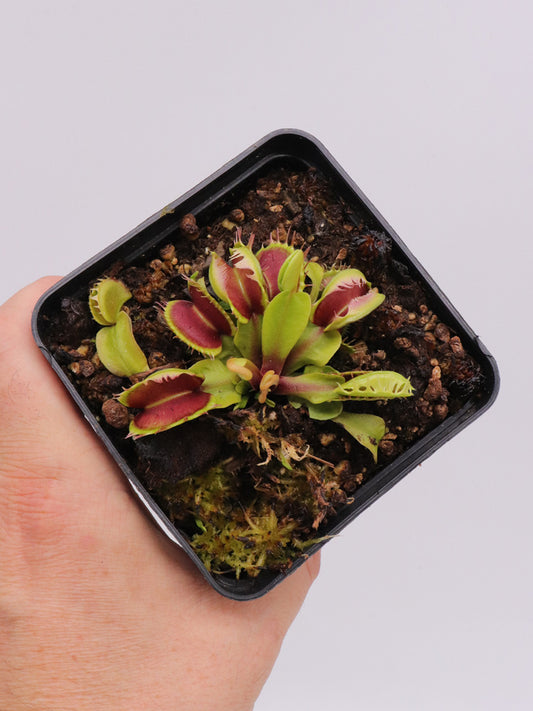 Dionaea muscipula  Fuzzy tooth BCP