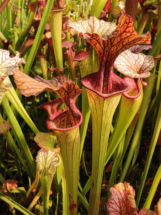 Sarracenia 'French Kiss' SX68 AC