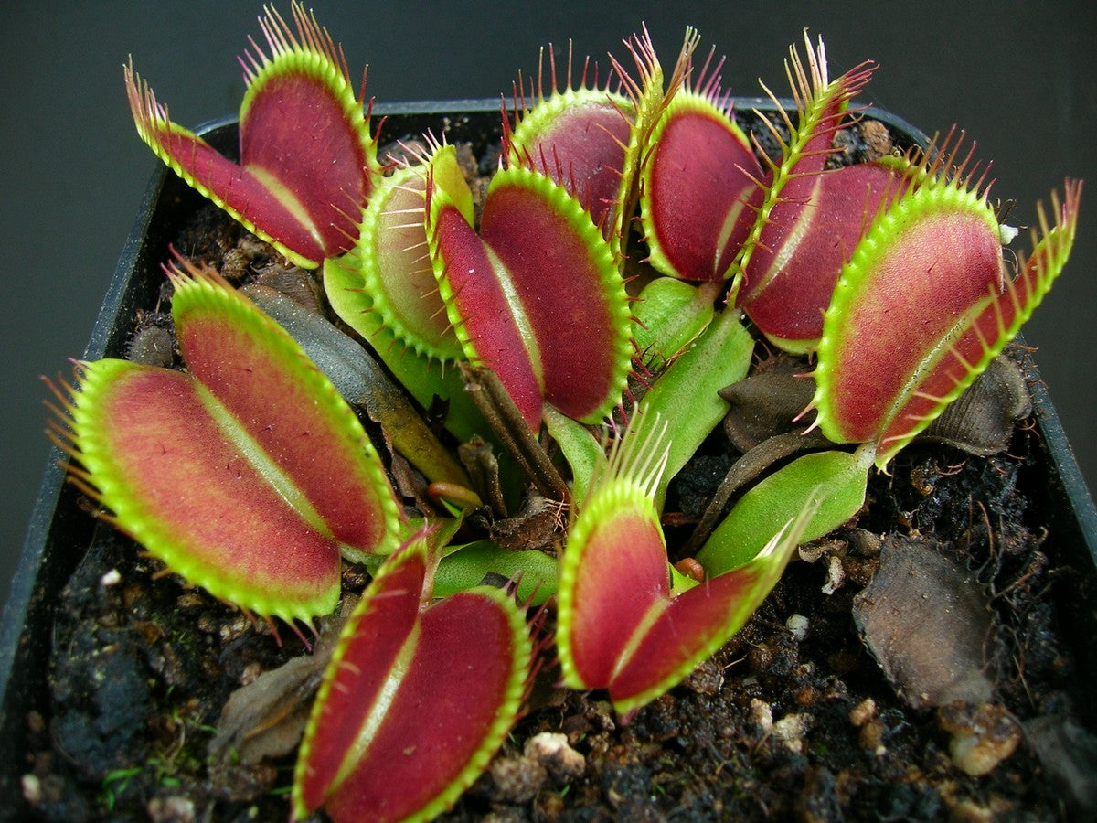 Dionaea muscipula  G16 Slack's giant